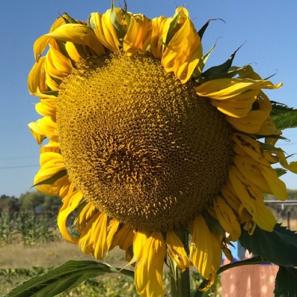 Meet your Posher, Nancy - Picture 1 of 8